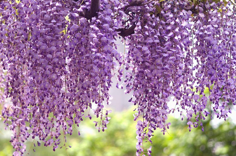 Wisteria floribunda 'Royal Purple' (Japanese Wisteria)