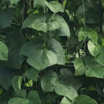 Loại đậu giàu protein mà bạn có thể chưa bao giờ nghe nói đến