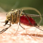 Chikungunya là gì? Tại sao Chikungunya nguy hiểm đến thế?