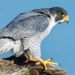 Con vật đại diện cho bạn là gì?