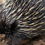 Echidna là gì? Những điều thú vị nhất về Echidna bạn chưa biết