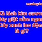Xà lách kim cương là gì? Máy giặt nằm ngang là gì? Đúng nhất