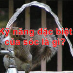 Kỹ năng đặc biệt của sóc là gì?