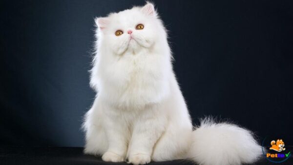 Mèo Ba Tư Nguồn Gốc Đặc Điểm Và Giá Thành Của Mèo Ba Tư