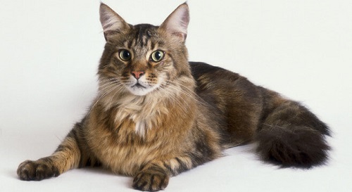 Mèo Maine Coon- Loài tiểu hổ khổng lồ và những đặc điểm kỳ thú ...