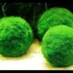 Marimo là gì? 11 lợi ích của Marimo bạn không nên bỏ lỡ