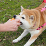 18 sự thật thú vị nhất về giống chó Shiba Inu Nhật Bản