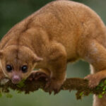 23 điều thú vị nhất về Kinkajous bạn chưa biết