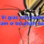 Vị giác của bướm nằm ở bộ phận nào? Câu trả lời chính xác nhất không thể ngờ