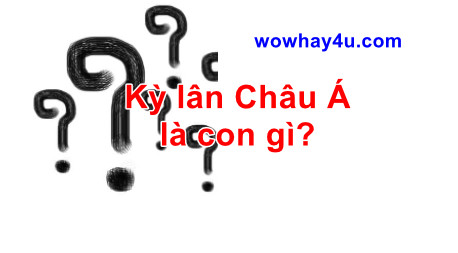 Kỳ lân Châu Á là con gì? Điều đặc biệt về kỳ lân Châu Á