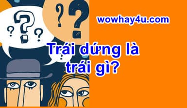 Trái dứng là trái gì? Đúng nhất nè