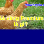 Gà vàng Premium là gì? Gà vàng Premium là ai? Đúng nhất