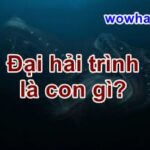 Đại hải trình là con gì? Đúng nhất đọc ngay