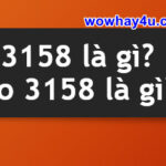 3158 là gì? Áo 3158 là gì? Đúng nhất