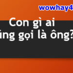 Con gì ai cũng gọi là ông? Đúng nhất