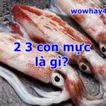 2 3 con mực là gì? Điều đặc biệt về 2 3 con mực chưa ai biết