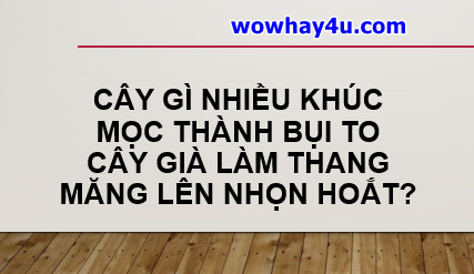 Cây gì nhiều khúc mọc thành bụi to cây… măng lên nhọn hoắt? Đúng nhất