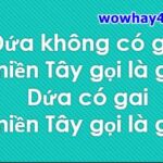 Dứa không có gai miền Tây gọi là gì? Dứa có gai miền Tây gọi là gì? Đúng nhất