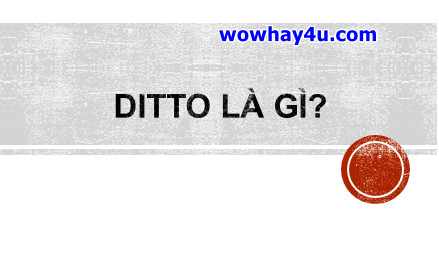 Ditto là gì? Điều đặc biệt về Ditto chưa ai biết