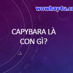 Capybara là con gì? Điều đặc biệt về con Capybara