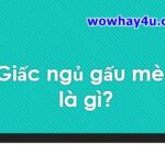 Giấc ngủ gấu mèo là gì? Đọc ngay kẻo lỡ