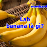 Lab banana là gì? Đọc ngay không tối cổ ráng chịu