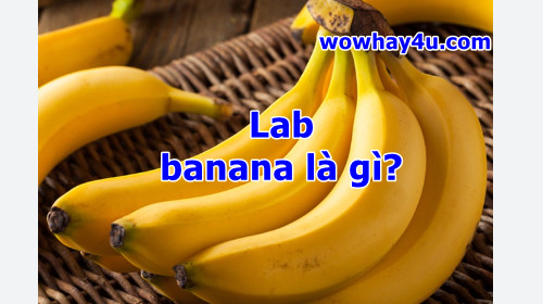 Lab banana là gì? Đọc ngay không tối cổ ráng chịu