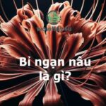 Bỉ ngạn nâu là gì? Đây là lí do bỉ ngạn nâu hot mạng xã hội