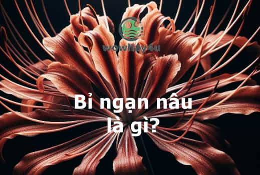 Bỉ ngạn nâu là gì? Đây là lí do bỉ ngạn nâu hot mạng xã hội