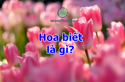 Hoa biết là gì? Lí do tuyệt vời ai cũng mê hoa biết